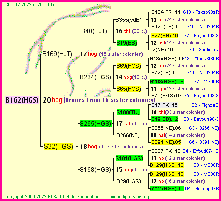 Pedigree of B162(HGS) :
four generations presented
it's temporarily unavailable, sorry!