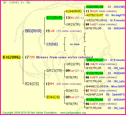 Pedigree of B162(WK) :
four generations presented
it's temporarily unavailable, sorry!