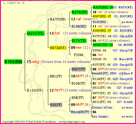 Pedigree of B163(BB) :
four generations presented