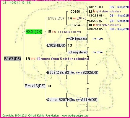 Pedigree of B163(DS) :
four generations presented
it's temporarily unavailable, sorry!