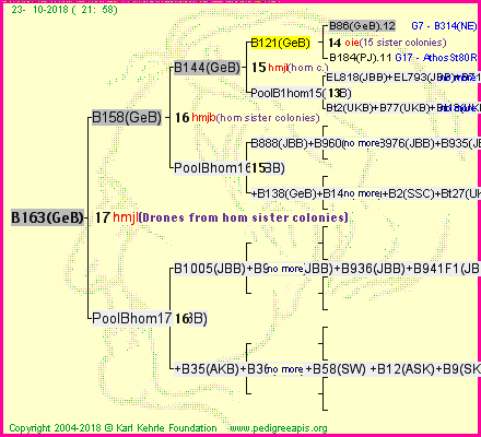 Pedigree of B163(GeB) :
four generations presented<br />it's temporarily unavailable, sorry!