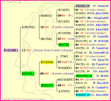 Pedigree of B163(RL) :
four generations presented