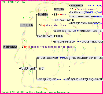 Pedigree of B164(BB) :
four generations presented<br />it's temporarily unavailable, sorry!