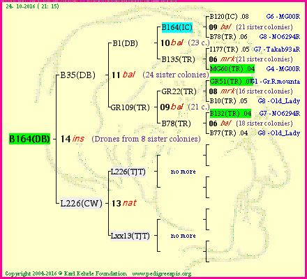 Pedigree of B164(DB) :
four generations presented