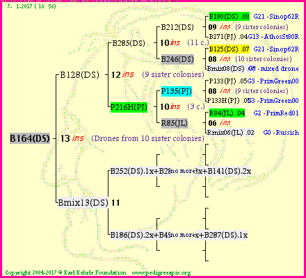 Pedigree of B164(DS) :
four generations presented