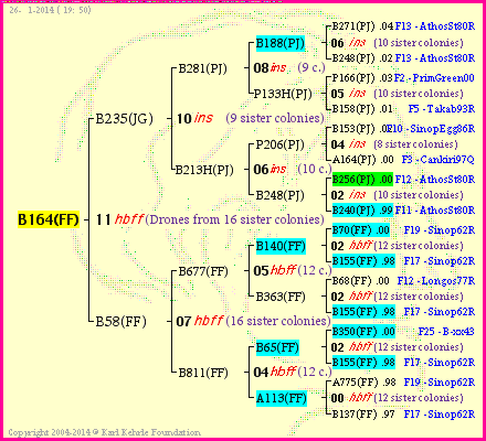 Pedigree of B164(FF) :
four generations presented