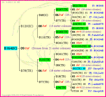 Pedigree of B164(IC) :
four generations presented