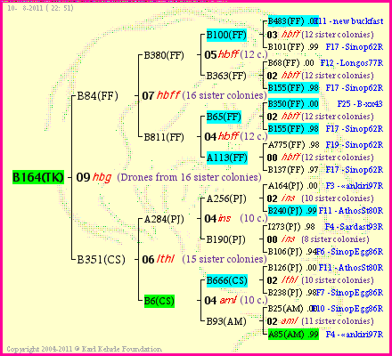 Pedigree of B164(TK) :
four generations presented