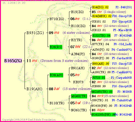 Pedigree of B165(ZG) :
four generations presented