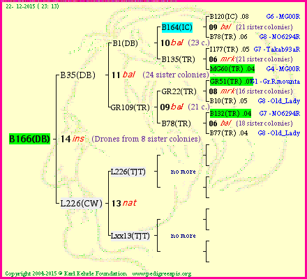 Pedigree of B166(DB) :
four generations presented