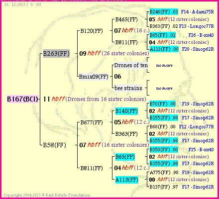 Pedigree of B167(BCI) :
four generations presented