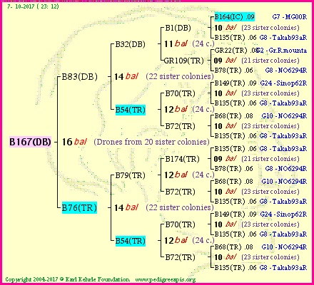 Pedigree of B167(DB) :
four generations presented