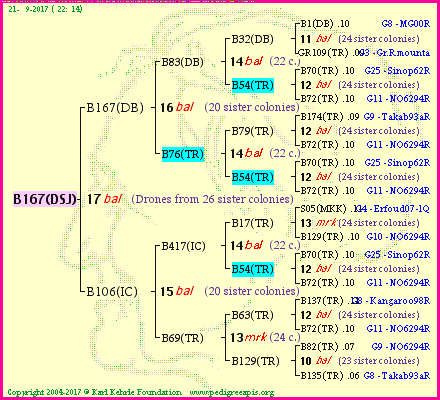 Pedigree of B167(DSJ) :
four generations presented