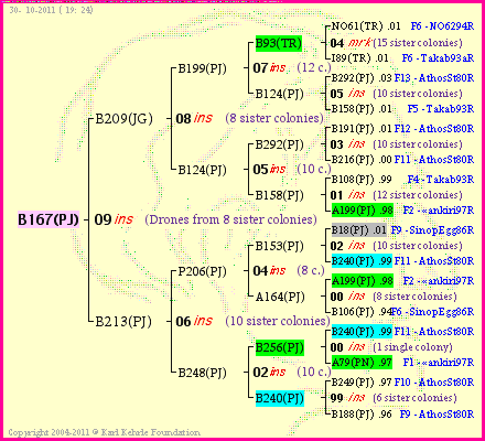 Pedigree of B167(PJ) :
four generations presented