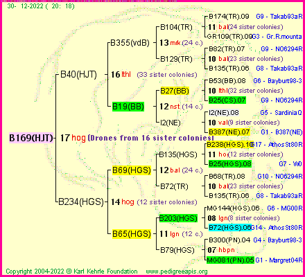 Pedigree of B169(HJT) :
four generations presented
it's temporarily unavailable, sorry!