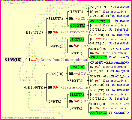 Pedigree of B169(TR) :
four generations presented