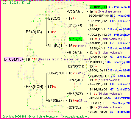 Pedigree of B16v(JYL) :
four generations presented
it's temporarily unavailable, sorry!