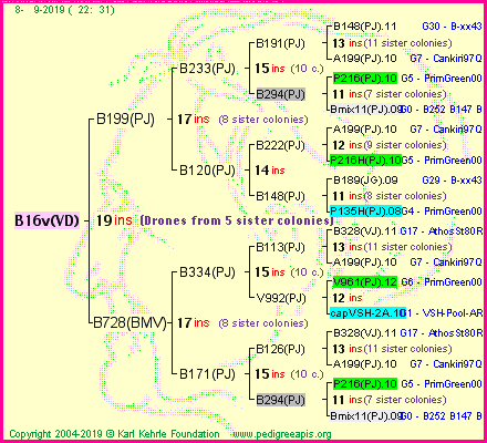 Pedigree of B16v(VD) :
four generations presented<br />it's temporarily unavailable, sorry!