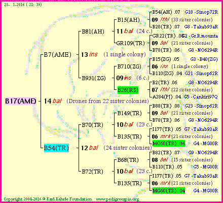 Pedigree of B17(AME) :
four generations presented