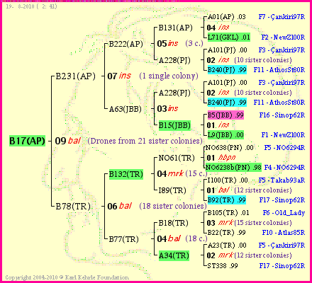 Pedigree of B17(AP) :
four generations presented