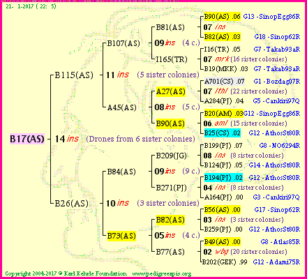 Pedigree of B17(AS) :
four generations presented<br />it's temporarily unavailable, sorry!