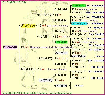 Pedigree of B17(ASO) :
four generations presented
it's temporarily unavailable, sorry!