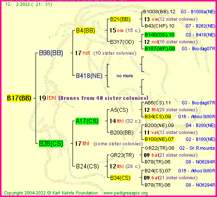 Pedigree of B17(BB) :
four generations presented
it's temporarily unavailable, sorry!