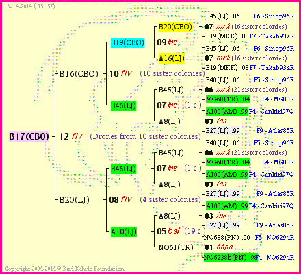 Pedigree of B17(CBO) :
four generations presented