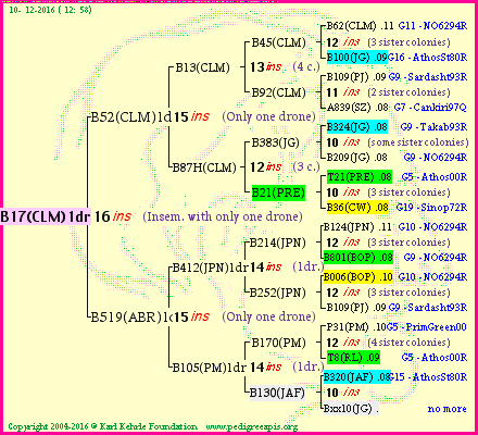 Pedigree of B17(CLM)1dr :
four generations presented