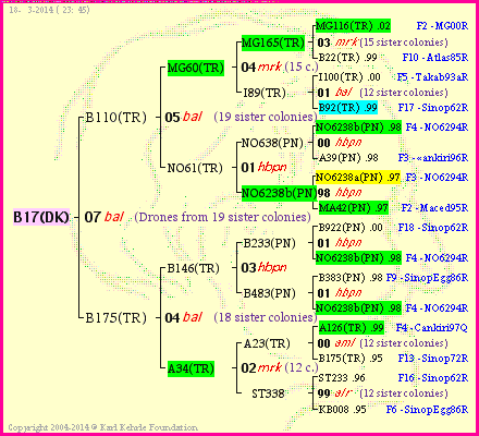 Pedigree of B17(DK) :
four generations presented