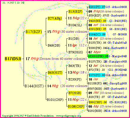 Pedigree of B17(DSJ) :
four generations presented