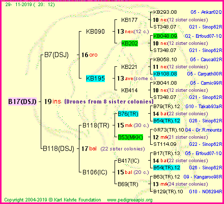 Pedigree of B17(DSJ) :
four generations presented
it's temporarily unavailable, sorry!