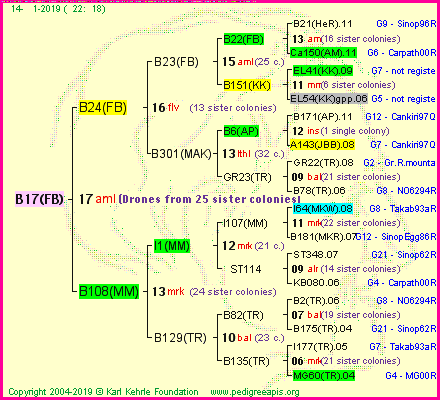 Pedigree of B17(FB) :
four generations presented<br />it's temporarily unavailable, sorry!