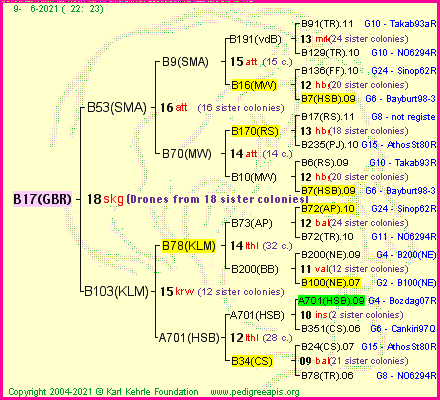 Pedigree of B17(GBR) :
four generations presented
it's temporarily unavailable, sorry!