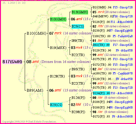 Pedigree of B17(GMH) :
four generations presented