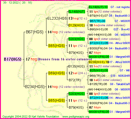 Pedigree of B17(HGS) :
four generations presented
it's temporarily unavailable, sorry!