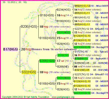 Pedigree of B17(HGS) :
four generations presented
it's temporarily unavailable, sorry!