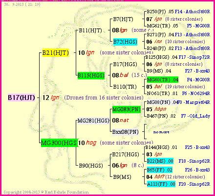 Pedigree of B17(HJT) :
four generations presented