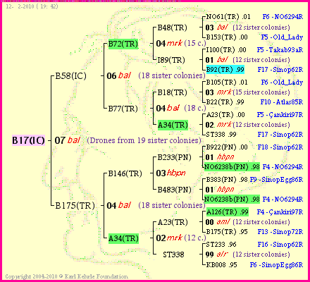 Pedigree of B17(IC) :
four generations presented