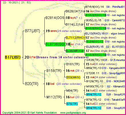 Pedigree of B17(JBT) :
four generations presented
it's temporarily unavailable, sorry!