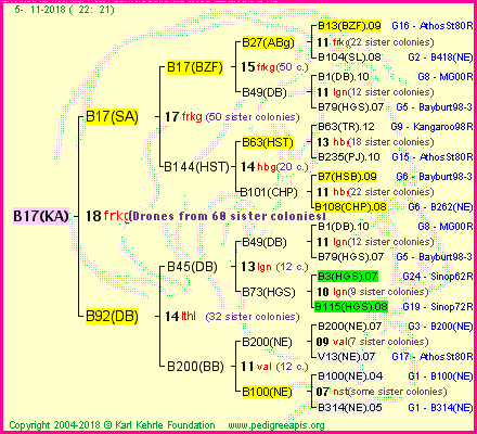 Pedigree of B17(KA) :
four generations presented<br />it's temporarily unavailable, sorry!