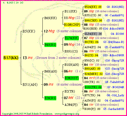 Pedigree of B17(KK) :
four generations presented