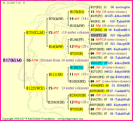 Pedigree of B17(KLM) :
four generations presented<br />it's temporarily unavailable, sorry!