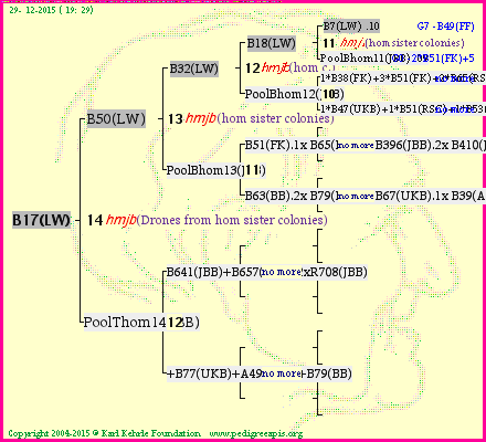 Pedigree of B17(LW) :
four generations presented