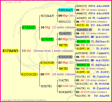 Pedigree of B17(MAF) :
four generations presented