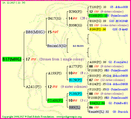 Pedigree of B17(MHG) :
four generations presented