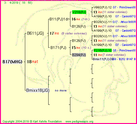 Pedigree of B17(MHG) :
four generations presented
it's temporarily unavailable, sorry!