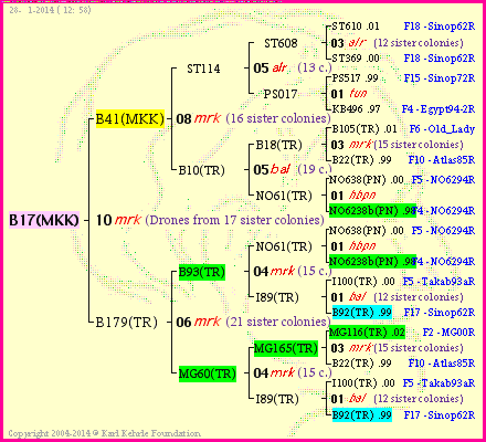 Pedigree of B17(MKK) :
four generations presented