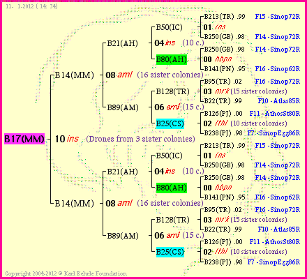 Pedigree of B17(MM) :
four generations presented