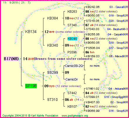 Pedigree of B17(NR) :
four generations presented